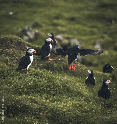 Atlantic Puffin or Common Puffin, Fratercula arctica, in flight on Mykines, Faroe Islands