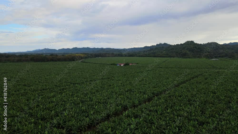 Banana agricultural fields aerial view cloudy day Costa Rica Banana agricultural fields aerial view cloudy day Costa Rica