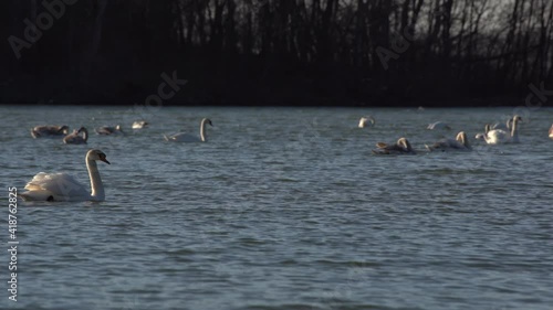 The swans swims on the water in its natural habitat in the evening sun on a slightly undulating water surface. 