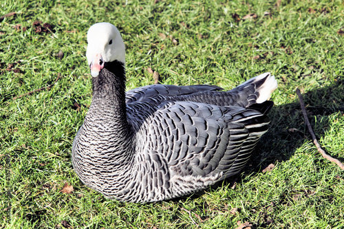 A view of an Emporer Goose