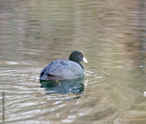 detail of Eurasian coot on the lake photo