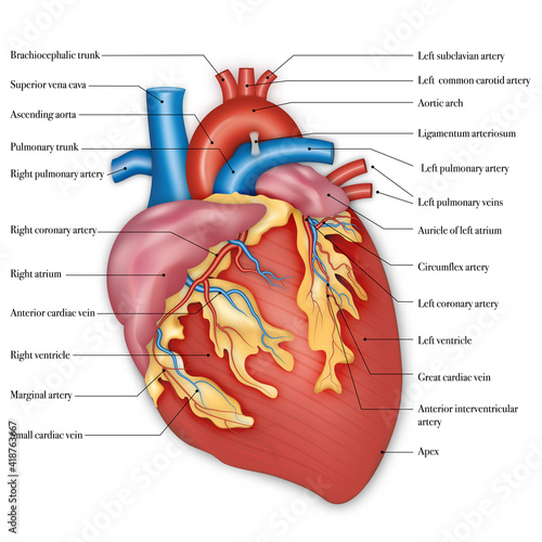Diagram of human heart anatomy. vector illustration.