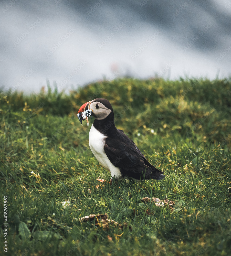 Fototapeta premium Puffin Fratercula arctica with beek full of eels and herring fish on its way to nesting burrow in breeding colony