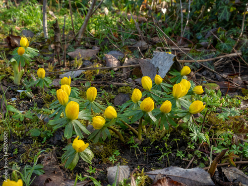 Eranthis hyemalis, the winter aconite, is a species of flowering plant in the buttercup family Ranunculaceae
