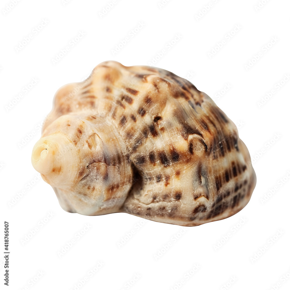 seashell close-up isolated on a white macro background seashell close-up isolated on a white macro background