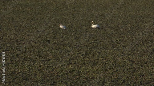 two swans walk on a field with rapeseed 
