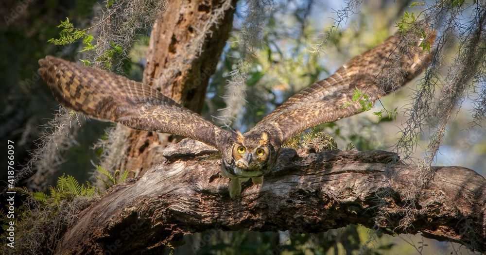 great horned owl adult (bubo virginianus) flying towards camera from oak tree, yellow eyes fixed on camera, wings spread apart, bokeh background