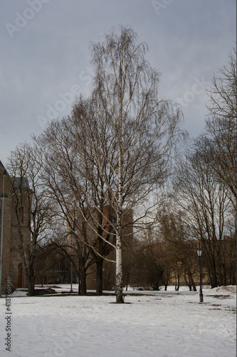 A birch tree in an urban park zone in early northern spring under a cloudy sky.