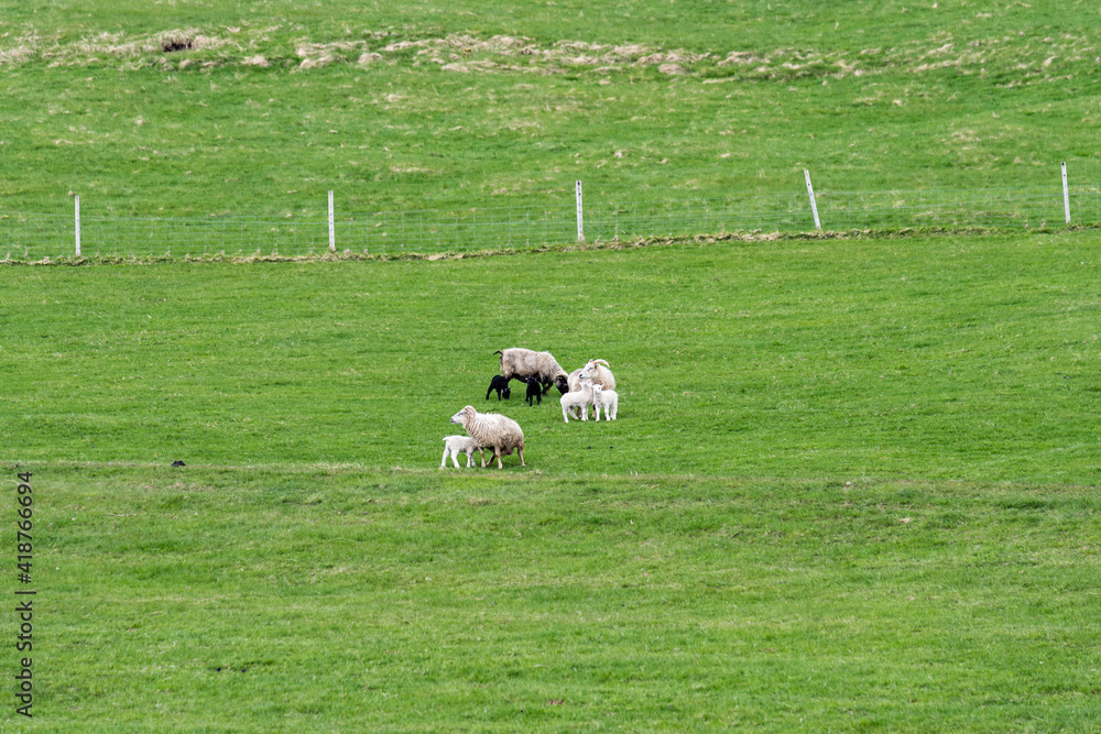 Icelandic goat with goat babies graze on the open meadows Icelandic goat with goat babies graze on the open meadows