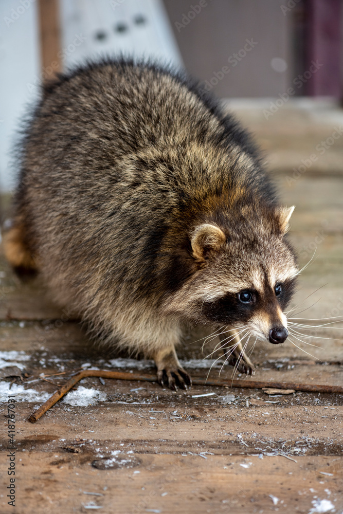 gray raccoon playing near the fence in winter in the park gray raccoon playing near the fence in winter in the park