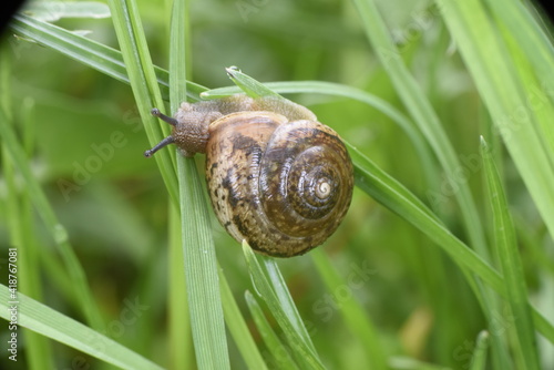 tiny snail in the grass