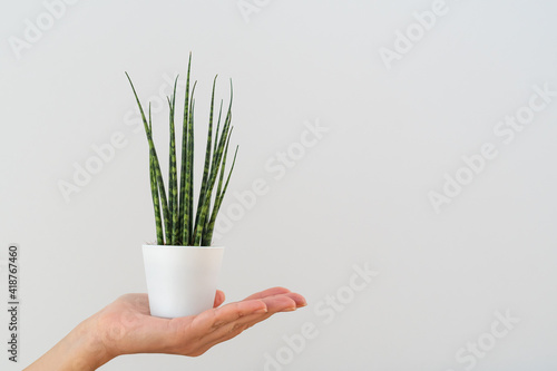 Sansevieria Fernwood Mikado  snake plant  in a pot on female hand against white background 