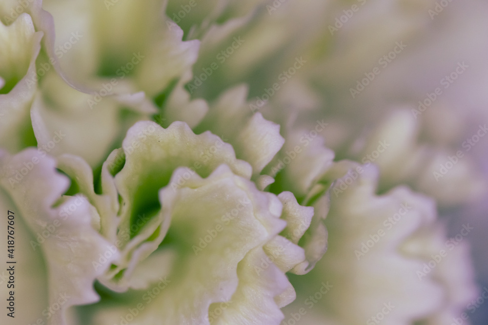 White flower close-up, detail flower background for wedding and clean elegance background. Minimal floreal backdrop White flower close-up, detail flower background for wedding and clean elegance background. Minimal floreal backdrop
