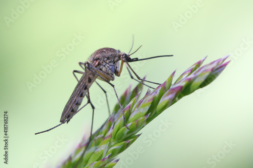 Mosquito resting on the grass. Male and female mosquitoes feed on nectar and plant juices, but many species of mosquitoes can suck the blood of animals.