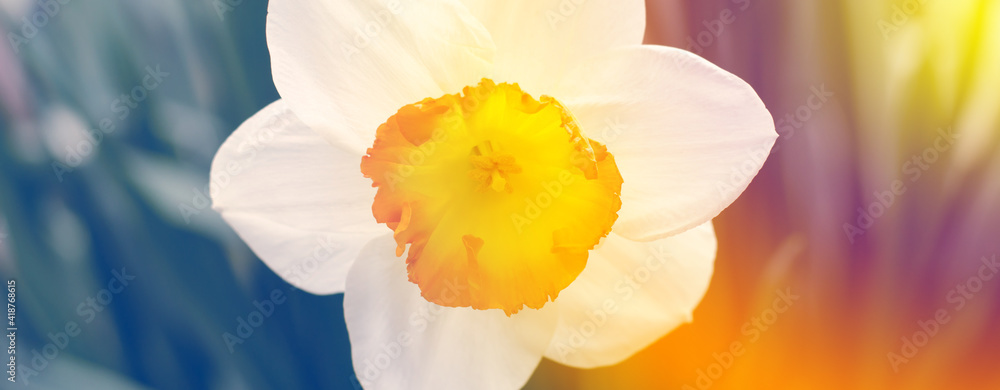 Fototapeta premium Narcissus flower close up in gradient rainbow colors