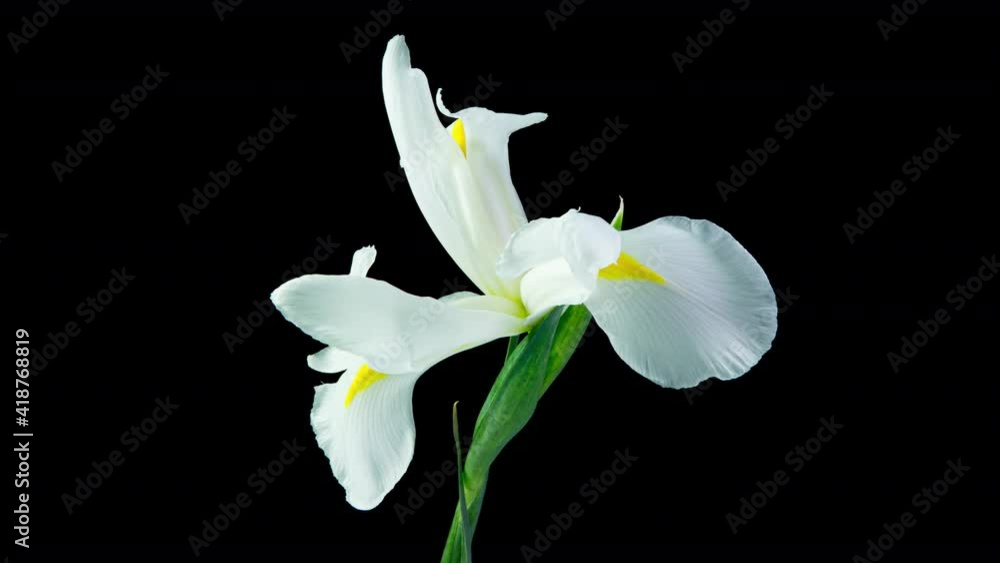 Time lapse of flowering white iris on a black background, beautiful white flower video 4k Time lapse of flowering white iris on a black background, beautiful white flower video 4k