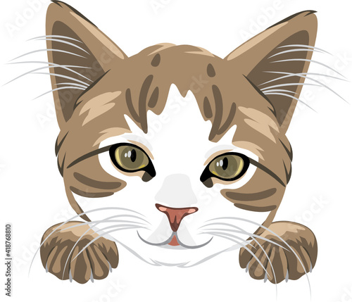 Cute cat head