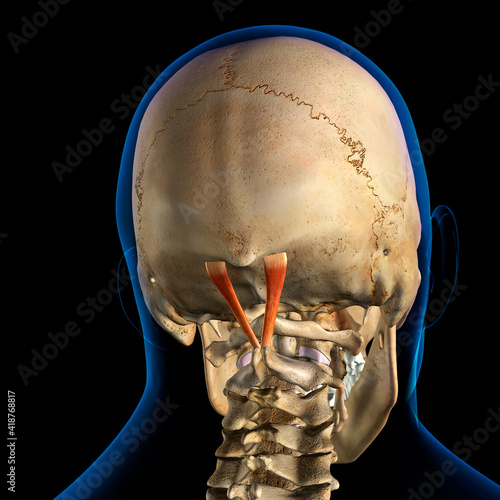 Φωτογραφία Rectus Capitis Posterior Major Neck Muscles in Isolation on Spine and Skull