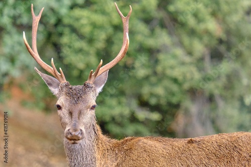 A deer in the Natural Park of the Sierra de Cazorla, Segura and Las Villas. In Jaén, Andalusia. Spain