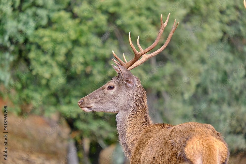 A deer in the Natural Park of the Sierra de Cazorla, Segura and Las Villas. In Jaén, Andalusia. Spain A deer in the Natural Park of the Sierra de Cazorla, Segura and Las Villas. In Jaén, Andalusia. Spain