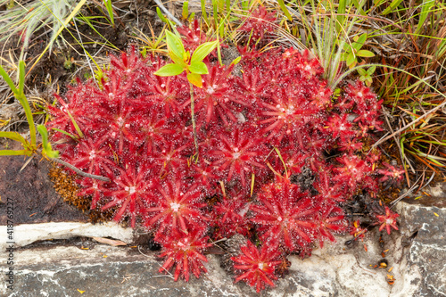 Large colony of Drosera graomogolensis growing on a river bed close to Botumirim in Minas Gerais  Brazil