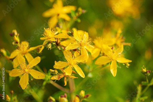 St. John's wort on the field