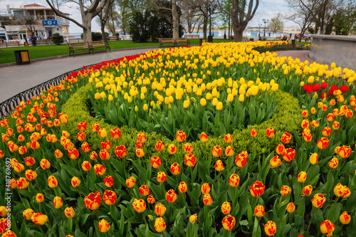 City flowerbed with beautiful orange, red and yellow tulips. Spring in Crimea. Sevastopol, Crimea