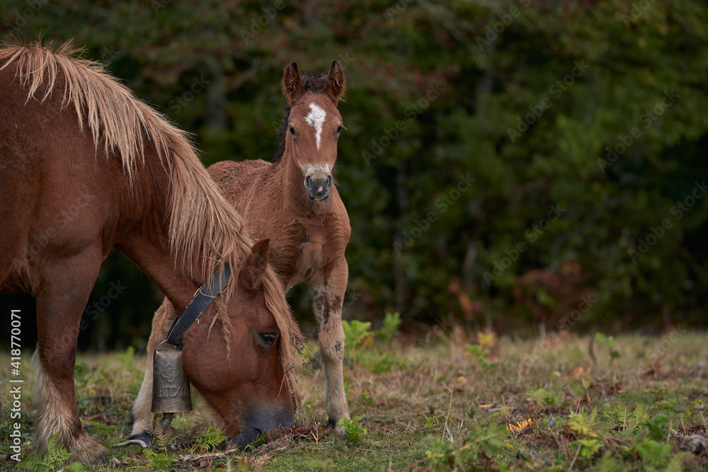 Mare eating while the foal watches us Mare eating while the foal watches us
