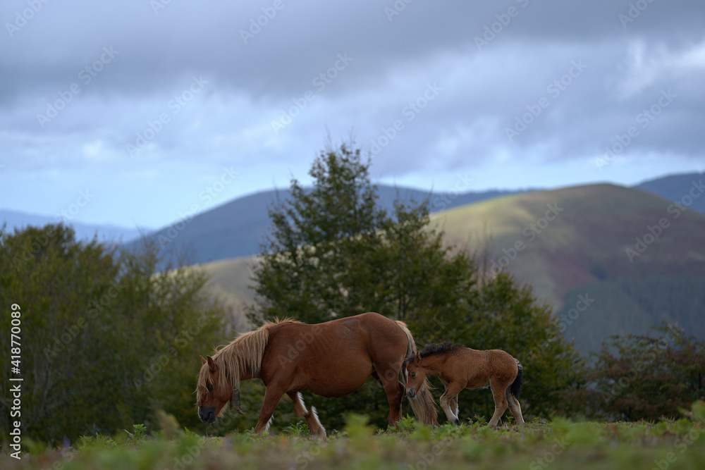 Mare and her foal walking in the meadow