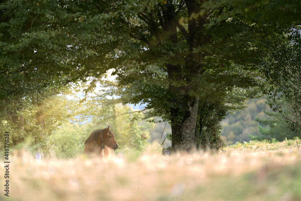 Mare or horse behind a tree with sun rays