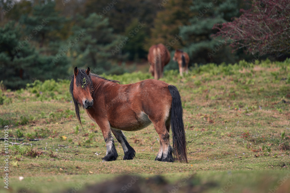 Fototapeta premium Mare or horse in meadow looking back with 2 others in the background