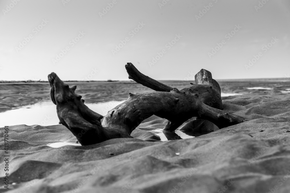 uccelli nel mare del parco della maremma - Alberese uccelli nel mare del parco della maremma - Alberese