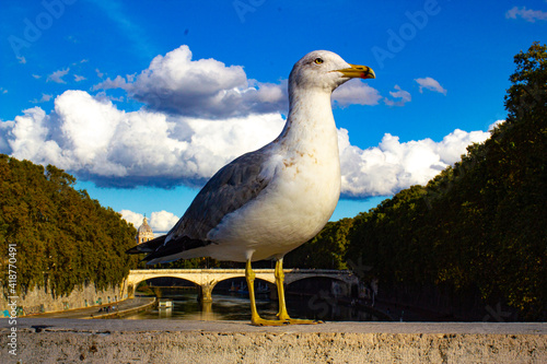 
A seagull bird sits on a bridge over the Tiber river in Rome in sunny weather