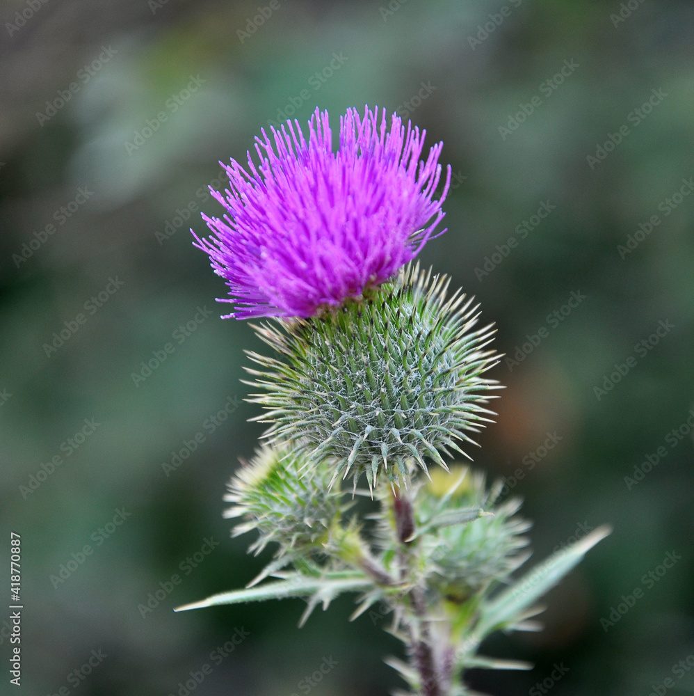 In the meadow among herbs blooms thistle (Carduus) . In the meadow among herbs blooms thistle (Carduus) .