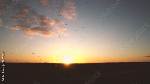 dreamy sunset insects photo