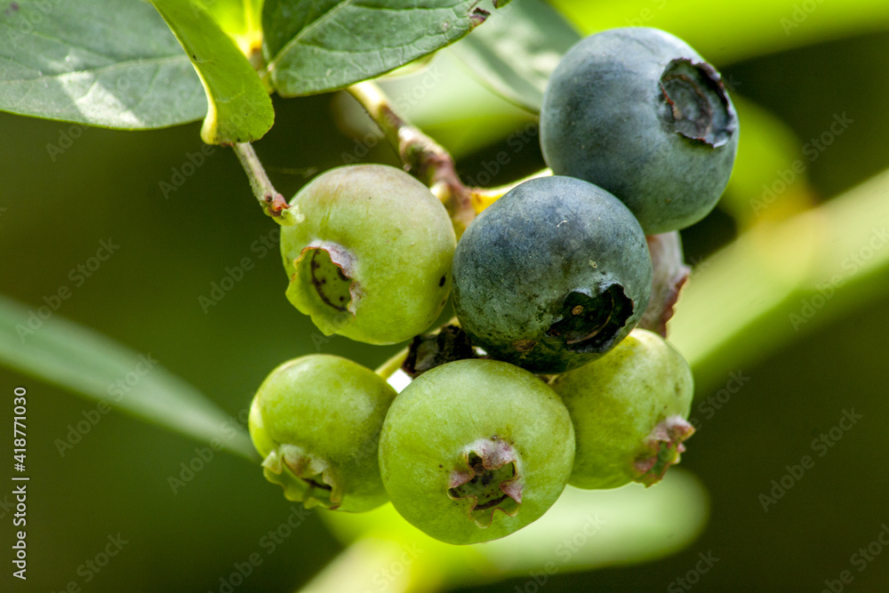 Ripe and unripe blueberry fruit still hanging on the bush. In the background, greenery from other garden plants. Ripe and unripe blueberry fruit still hanging on the bush. In the background, greenery from other garden plants.