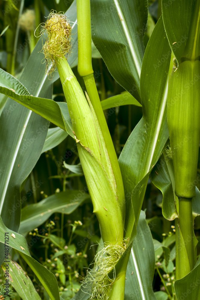 Fototapeta premium Young, unripe corn growing on a bush in a cornfield. Corn has hard and sharp leaves and hairs growing straight from the cob.