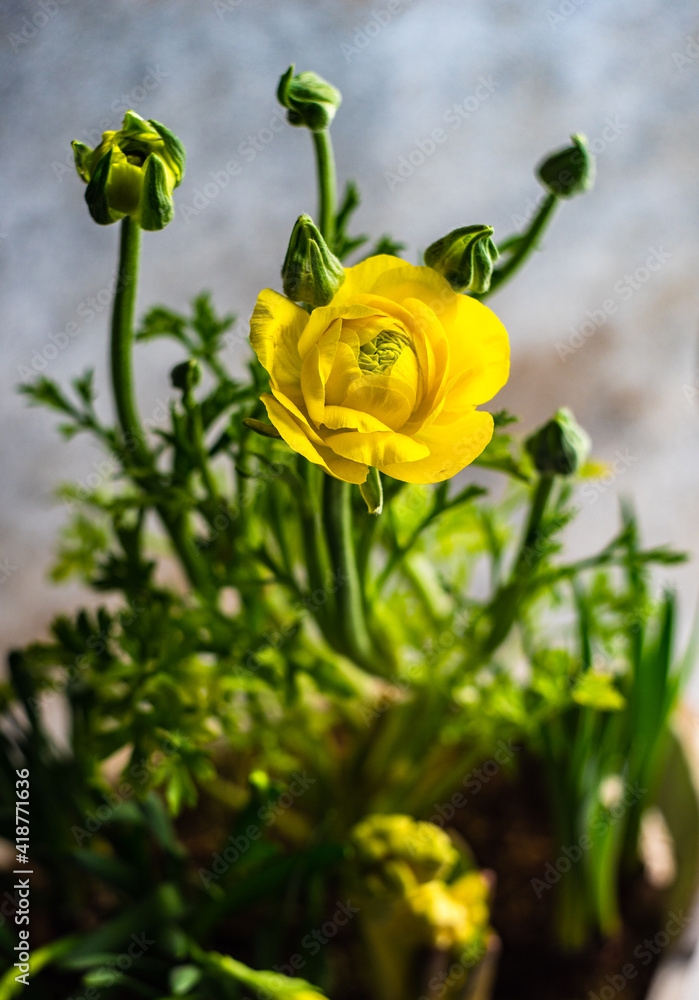 Yellow flowers in pot as a spring composition Yellow flowers in pot as a spring composition
