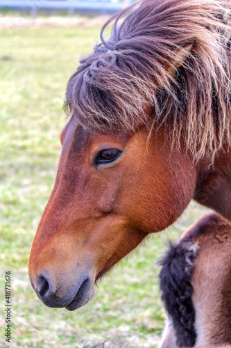 Portrait of brown Icelandic ponies