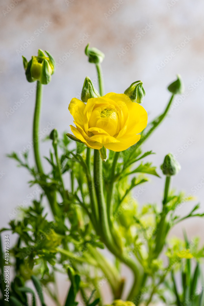 Yellow flowers in pot as a spring composition Yellow flowers in pot as a spring composition