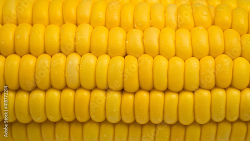 Raw corn kernels in rows. Close up Corn ears with water droplets adhere to the seeds. Pattern or texture that is a row of seeds in the pod.