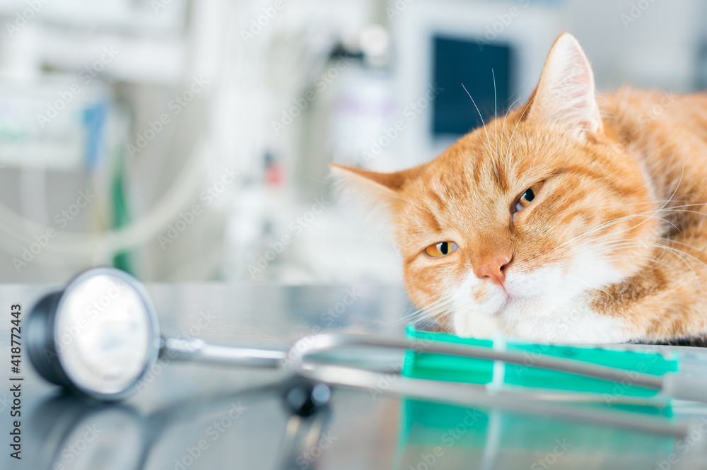 Portrait of a funny ginger cat on the table in the operating room.  Veterinary medicine concept. Stock Photo | Adobe Stock