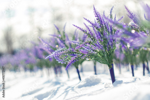 a row of sage flowers in snow, one of them in focus and close-up