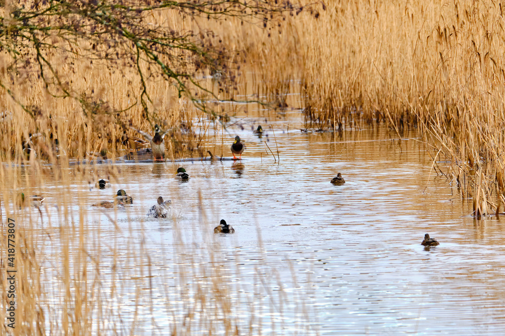 Ducks on the lake in autumn in the lake reed. Nordic nature Ducks on the lake in autumn in the lake reed. Nordic nature