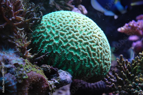 beautiful green coral head at a reef