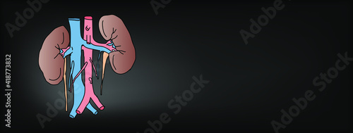 Healthy Kidney poster.  Urology system medicine treatment. Vector illustration.