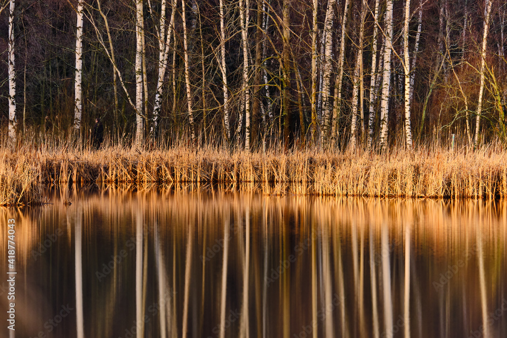 Dry sedge grass next to a lake in the Autumn. Golden sedge grass in the fall in the sun. The Nordic Nature background.