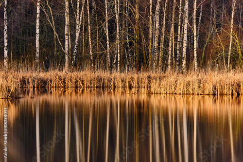 Obraz na płótnie Dry sedge grass next to a lake in the Autumn. Golden sedge grass in the fall in the sun. The Nordic Nature background. w salonie