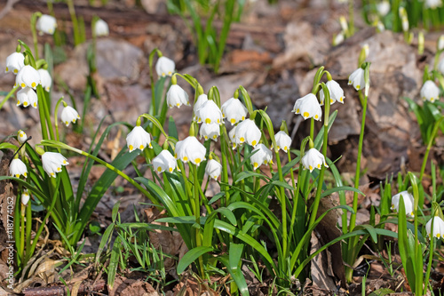 Blühende Märzenbecher, Leucojum vernum, im Frühling