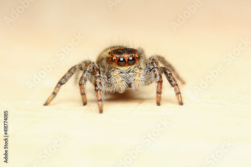 Carrhotus xanthogramma is a species of 'jumping spiders' 